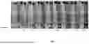 Fig. 02 - OCTANE-ENHANCING COMPOSITION, METHOD OF USE THEREOF, AND KIT CONTAINING THE SAME
