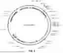 Fig. 02 - METHOD OF TREATING LBSL BY ENHANCING DARS2 EXPRESSION