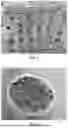 Fig. 02 - METHOD FOR HIGH-EFFICIENCY REGENERATION OF POTATO PROTOPLAST