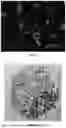Fig. 06 - METHOD FOR HIGH-EFFICIENCY REGENERATION OF POTATO PROTOPLAST