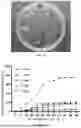 Fig. 07 - METHOD FOR HIGH-EFFICIENCY REGENERATION OF POTATO PROTOPLAST
