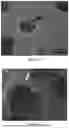 Fig. 08 - METHOD FOR HIGH-EFFICIENCY REGENERATION OF POTATO PROTOPLAST