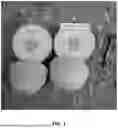 Fig. 02 - MELON VARIETIES 'ML3627' AND 'ML3326'