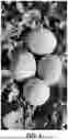 Fig. 02 - MELON VARIETY 'E25F.01076'