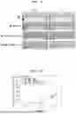 Fig. 08 - ZEBRAFISH ANIMAL MODEL FOR INFLAMMATORY DISEASES AND METHOD FOR SCREEING ANTI-INFLAMMATORY AGENTS USING SAME
