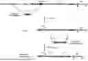Fig. 04 - Non-Human Animals Expressing pH-Sensitive Immunoglobulin Sequences