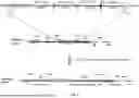 Fig. 06 - Non-Human Animals Expressing pH-Sensitive Immunoglobulin Sequences