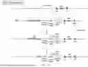 Fig. 46 - Non-Human Animals Expressing pH-Sensitive Immunoglobulin Sequences