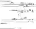 Fig. 47 - Non-Human Animals Expressing pH-Sensitive Immunoglobulin Sequences