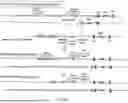 Fig. 58 - Non-Human Animals Expressing pH-Sensitive Immunoglobulin Sequences