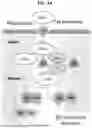 Fig. 19 - AGRICULTURAL COMPOSITIONS COMPRISING REMODELED NITROGEN FIXING MICROBES