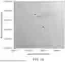 Fig. 43 - AGRICULTURAL COMPOSITIONS COMPRISING REMODELED NITROGEN FIXING MICROBES