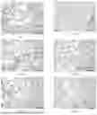Fig. 08 - COMPOSITION OF PAEONIFLORIN AND ISOLIQUIRITIGENIN AND USE THEREOF