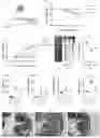 Fig. 01 - Uses of Dendrobium polysaccharides and vancomycin-sensitive bacteria, and compositions containing the same