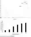 Fig. 06 - METHOD FOR PREPARING BIOTIC SUPERPARAMAGNETIC NANOPARTICLES DERIVED FROM COLCHICUM RITCHII