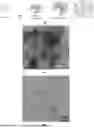 Fig. 02 - PHYTIC ACID-BASED TERNARY COMPLEX BIOMIMETIC NANOMATERIAL, AND PREPARATION METHOD AND USE THEREOF