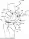 Fig. 01 - MEDICINAL EYEWEAR AND OPTICAL DEVICES