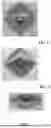 Fig. 02 - ARTICLE WITH CURVED PATTERNS FORMED OF ALIGNED PIGMENT FLAKES