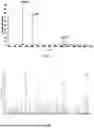Fig. 07 - OCTAPEPTIDE, PREPARATION METHOD THEREOF, AND APPLICATION THEREOF IN ANTI-BACTERIUM AND IMMUNOMODULATION