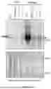 Fig. 43 - STING-TARGETING GENE THERAPY