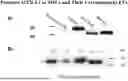 Fig. 01 - PLATFORMS, COMPOSITIONS, AND METHODS FOR THERAPEUTIC DELIVERY