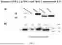 Fig. 02 - PLATFORMS, COMPOSITIONS, AND METHODS FOR THERAPEUTIC DELIVERY