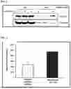 Fig. 02 - SH3YL1 Antibodies, Compositions Comprising the Same, and Vectors and Uses Thereof