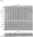 Fig. 02 - MONOVALENT CD47 BINDING PROTEINS
