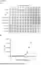 Fig. 07 - MONOVALENT CD47 BINDING PROTEINS
