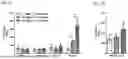 Fig. 06 - MULTI-SPECIFIC ANTIBODIES WITH AFFINITY FOR HUMAN A33 ANTIGEN AND DOTA METAL COMPLEX AND USES THEREOF