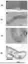 Fig. 03 - BIOCOMPOSITE MATERIALS AND RELATED COMPOSITIONS, METHODS AND SYSTEMS