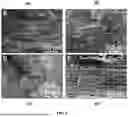 Fig. 05 - BIOCOMPOSITE MATERIALS AND RELATED COMPOSITIONS, METHODS AND SYSTEMS