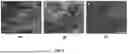 Fig. 06 - BIOCOMPOSITE MATERIALS AND RELATED COMPOSITIONS, METHODS AND SYSTEMS
