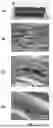 Fig. 07 - BIOCOMPOSITE MATERIALS AND RELATED COMPOSITIONS, METHODS AND SYSTEMS