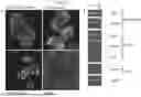 Fig. 09 - Culture Method for Organoids