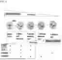Fig. 02 - T CELLS FOR TRANSPLANTATION AND PRODUCTION METHOD THEREOF
