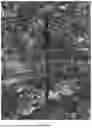 Fig. 02 - Black Locust Tree Named 'OBE126'