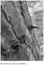 Fig. 03 - Black Locust Tree Named 'OBE126'