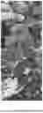 Fig. 04 - Black Locust Tree Named 'OBE126'