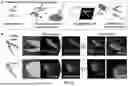 Fig. 10 - PHOSPHOR FOR DETECTING FIRE BLIGHT PATHOGEN AND USE THEREOF