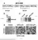 Fig. 02 - Targeting Intracellular Target-Binding Determinants with Intracellular Antibodies