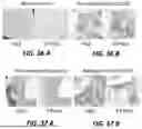 Fig. 29 - HUMAN ORGAN-ON-CHIP MODELS FOR PREDICTIVE SCREENING