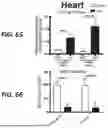 Fig. 43 - HUMAN ORGAN-ON-CHIP MODELS FOR PREDICTIVE SCREENING
