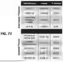 Fig. 47 - HUMAN ORGAN-ON-CHIP MODELS FOR PREDICTIVE SCREENING