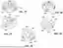Fig. 49 - HUMAN ORGAN-ON-CHIP MODELS FOR PREDICTIVE SCREENING