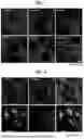 Fig. 02 - METHOD OF EVALUATING INTERCELLULAR INTERACTIONS IN NEUROINFLAMMATION