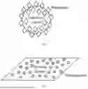 Fig. 02 - NANOCOMPOSITES AND METHODS FOR NUCLEIC ACID DETECTION, QUANTITATION AND CHARACTERIZATION