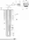 Fig. 02 - MULTI-TUBULAR CEMENT BOND EVALUATION WITH ELECTROMAGNETIC AND ACOUSTIC JOINT PROCESSING