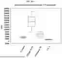 Fig. 45 - LIGHT SOURCE FOR PLANT CULTIVATION