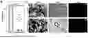 Fig. 03 - FISH LIVER DECELLULARIZED EXTRACELLULAR MATRIX BASED MICROFLUIDIC 3D PRINTING HYDROGEL, AND PREPARATION METHOD AND APPLICATION THEREOF